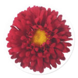 aster, red aster, floral, flower, floral envelope