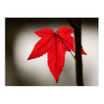 fall, autumn, leaf, leaves, nature, tree, red,