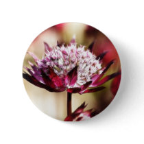 Red Astrantia buttons by Flowerpixels Red Astrantia buttons