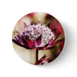 Red Astrantia Pinback Button