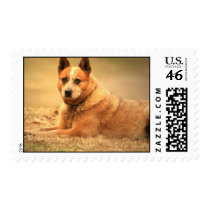 Red Australian Cattle Dog Postage Stamp