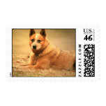 Red Australian Cattle Dog Postage Stamp