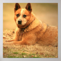 Red Australian Cattle Dog Poster Print
