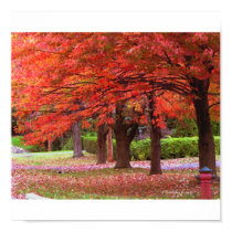Red Autumn Glory by MiySpirit posters