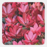 Red Autumn landscape, New England flowers Square Stickers