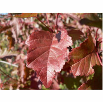 Red Autumn Leaves photo sculptures by lifesphere Red Autumn Leaves photo sculptures