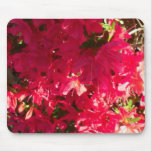 red azalea bush very, pretty