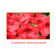 Red azalea flowers graduation announcement post card