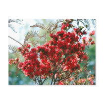 Red Azaleas and meaning Post Cards