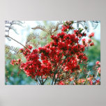 Red Azaleas and meaning posters