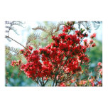azalea, azaleas, red flower, flower, flowers,