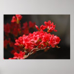 Red Azaleas and meaning posters