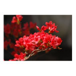azalea, azaleas, red flower, flower, flowers,