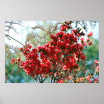 Red Azaleas and meaning Posters