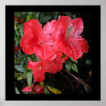Red Azaleas Print