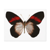 Red Banded Pereute - Customized Post Cards