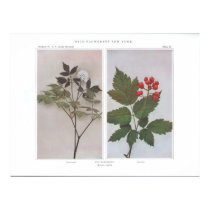 Red Baneberry (Flowers and Fruit) - Actaea rubra posters