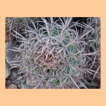 Red Barrel Cactus Closeup posters