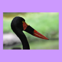 Red beak - poster / print by Horseshoes3 Red beak - poster / print