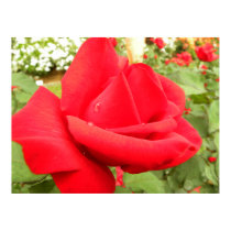 Red Beauty posters