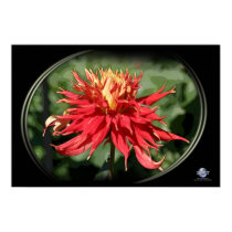 RED BEAUTY posters