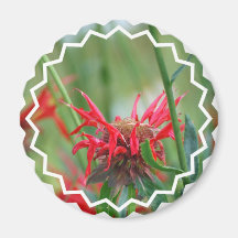 Red Bee Balm Flowers Magnet