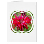 Red Bee Balm  Greeting Card