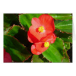 red begonias flowers, red begonias, flowers,