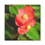 Red Begonias Magnet