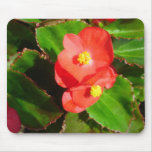 red begonias flowers, red begonias, flowers,