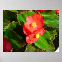 Red Begonias Poster