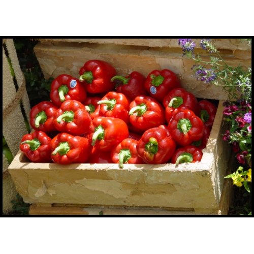 Red Bell Peppers in a crate by kjtiggs