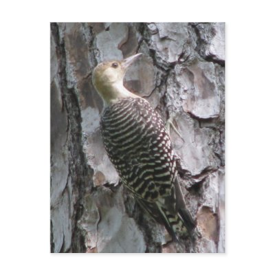 Red-bellied Baby Postcard by naturegirl7