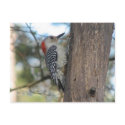 Red-bellied Female Postcard