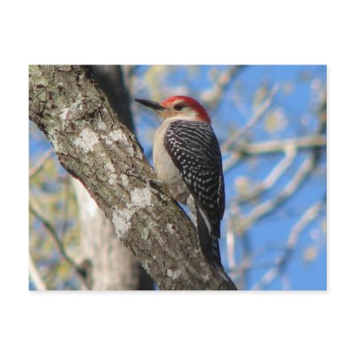 Red-bellied Male Postcard by naturegirl7