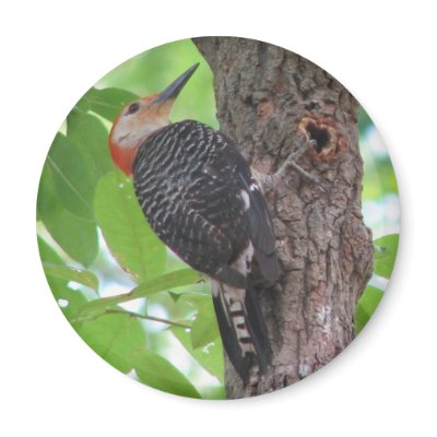 Red-bellied Male Spring Magnet by naturegirl7