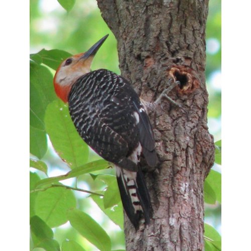 Red-bellied Male Spring Postcard postcard