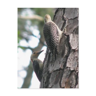 Red-bellied Male Teaching Postcard by naturegirl7