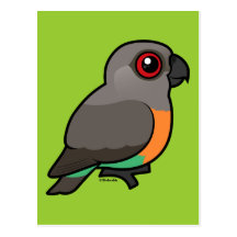 Red-bellied Parrot Post Cards