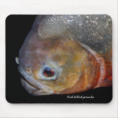 Red-bellied piranha mouse mat by jdmphotography