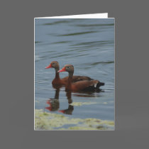 "Red Bellied Whistlers" Greeting Card by smilodonart "Red Bellied Whistlers" Greeting Card