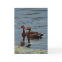 "Red Bellied Whistlers" Greeting Card