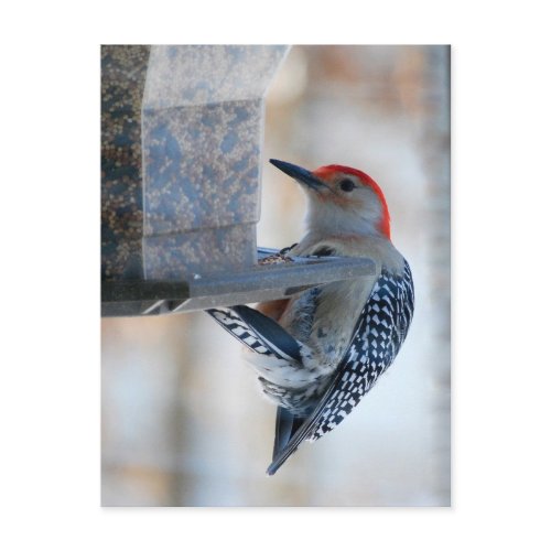 Red-bellied Woodpecker at Bird Feeder Postcard postcard