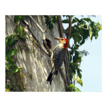Red Bellied Woodpecker at Nest posters