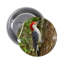 Red Bellied Woodpecker Button