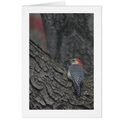 Red-bellied Woodpecker Card by alberthartley