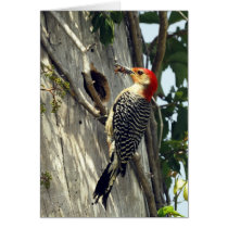 Red-bellied Woodpecker Card