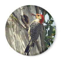Red-bellied Woodpecker Fridge Magnets