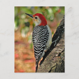 Red-Bellied Woodpecker Post Card postcard