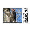 Red-bellied Woodpecker Postage postage